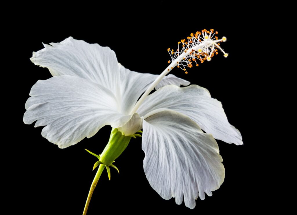 Fleur blanche évoquant la douceur olfactive du musc blanc